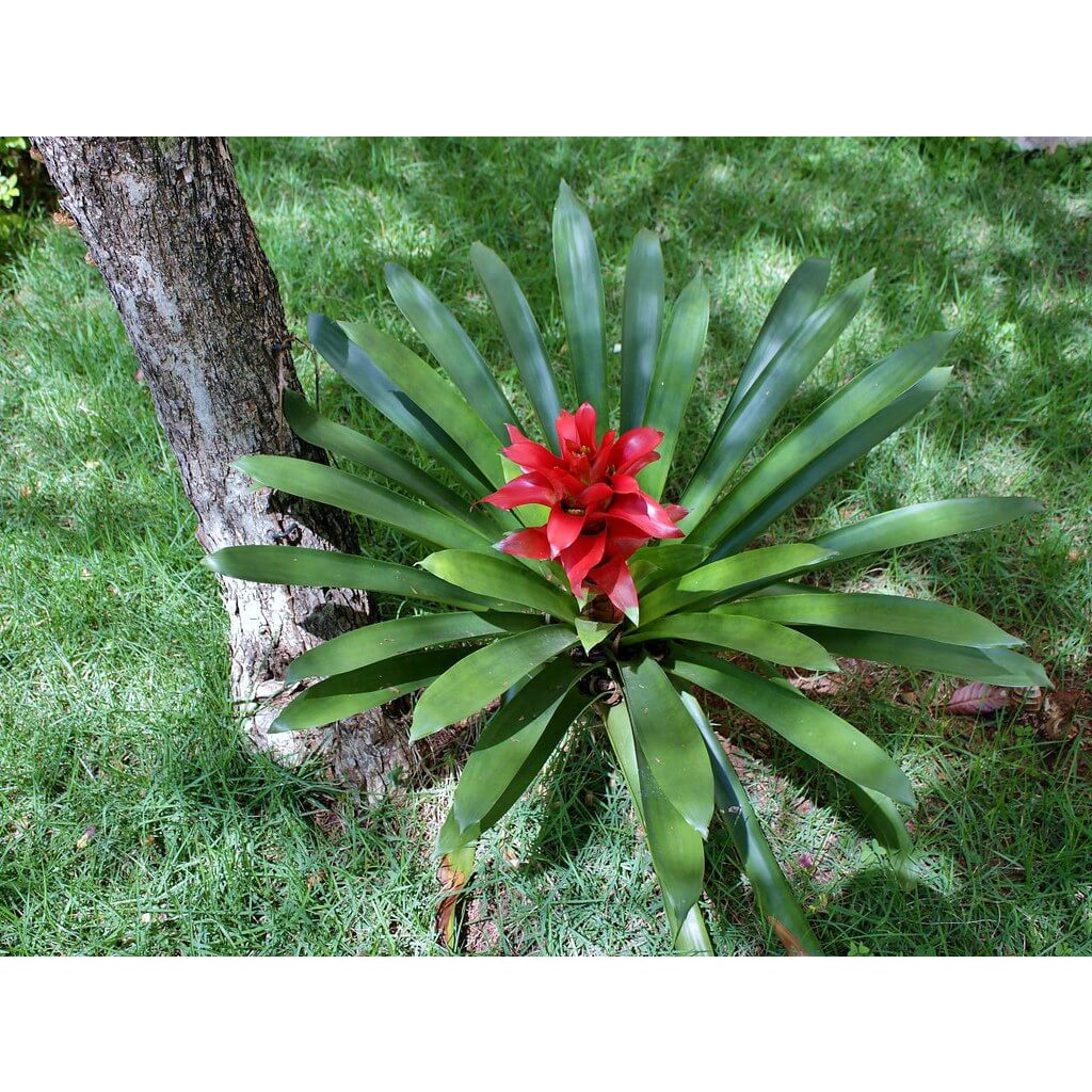 Cây Guzmania lingulata Scarlet Star (Lạp Chúc Hoa) chậu nhựa 10cm (hoa màu ngẫu nhiên)