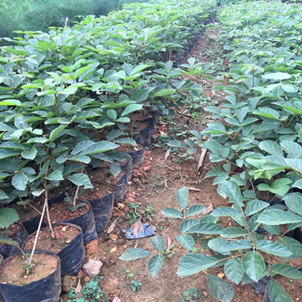 02 CÂY GIỐNG PHONG LINH Hoa VÀNG 981SP 982sp