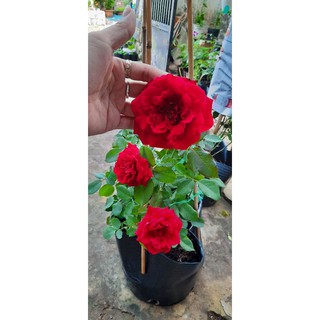 Hồng leo cổ Hải Phòng nguyên bản