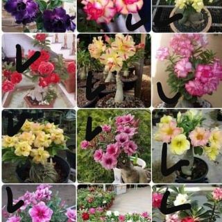 Cây giống sứ đủ màu