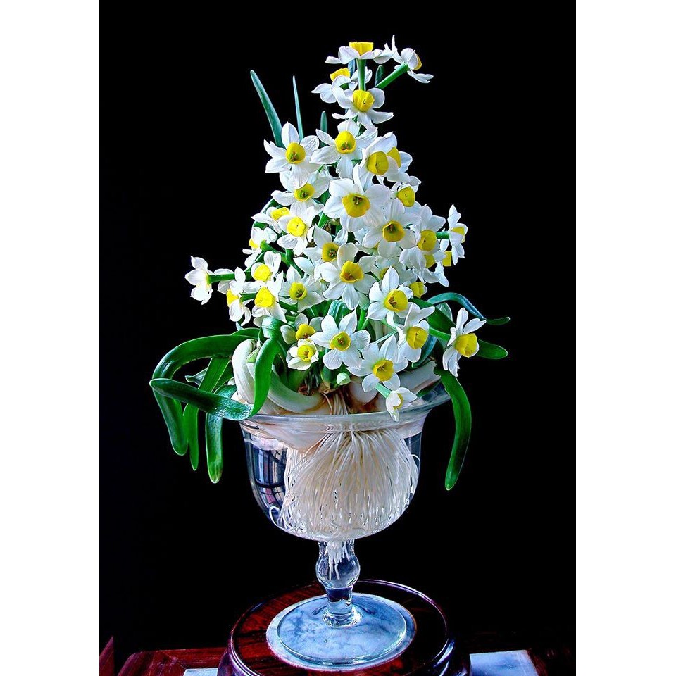 Chậu Ly nhựa trồng hoa thủy tiên, ly giả thủy tinh, chậu lục giác thủy canh