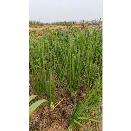 Chế phẩm  trừ bệnh Valivithaco 5sc, Xuất xứ Nhật Bản. Trị thối rễ, lở cổ rễ, chết ẻo cây con.