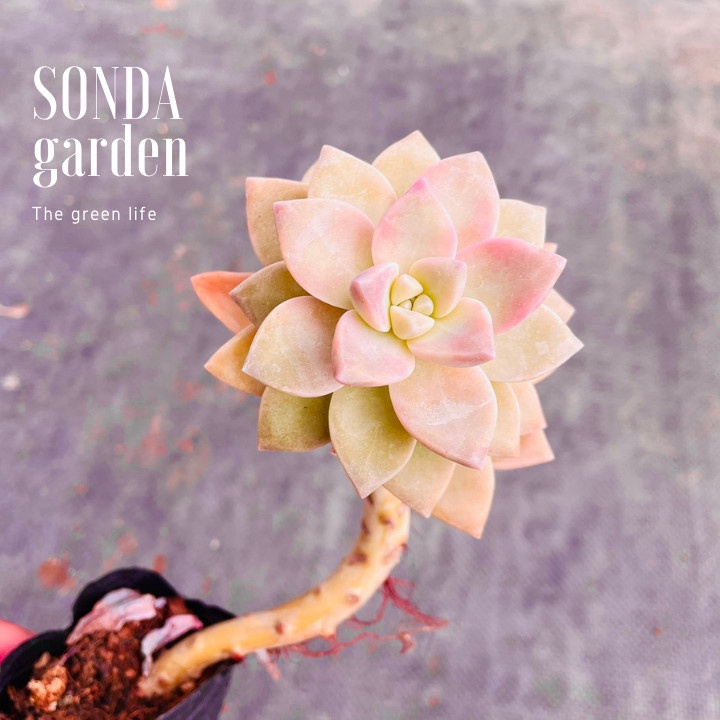 Sen đá pink gem cổ thụ SONDA GARDEN size bé 5-8cm, xuất xứ Đà Lạt, khoẻ đẹp, lỗi 1 đổi 1