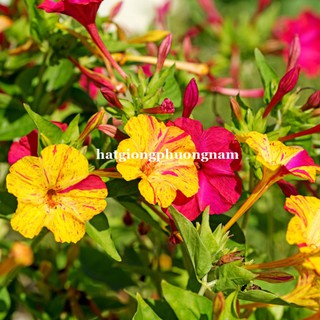 HẠT GIỐNG HOA BÔNG PHẤN MIX