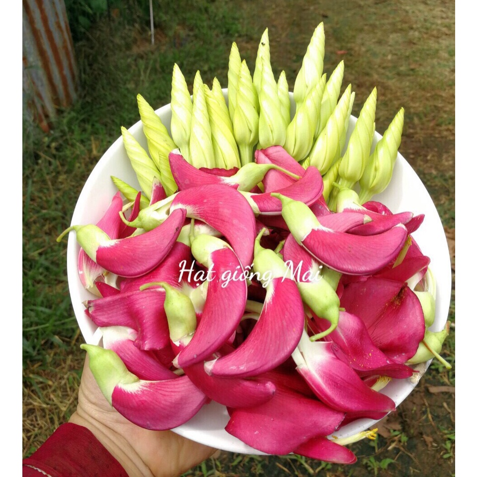 HẠT GIỐNG HOA CHÔM CHAN