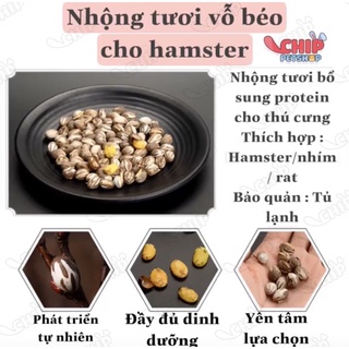 Nhộng vỗ béo <Hamster/Sóc/Rat> 1 con