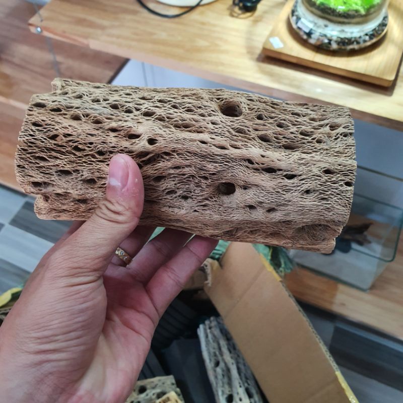 Teddy bear cholla -Lũa cholla size cối