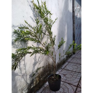 Cây hoa liễu siêu hoa