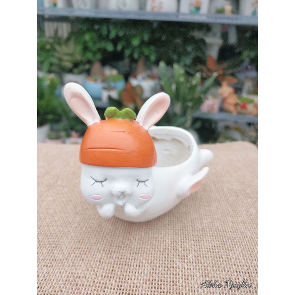 Chậu thỏ thiên thần tặng kèm cây sen đá