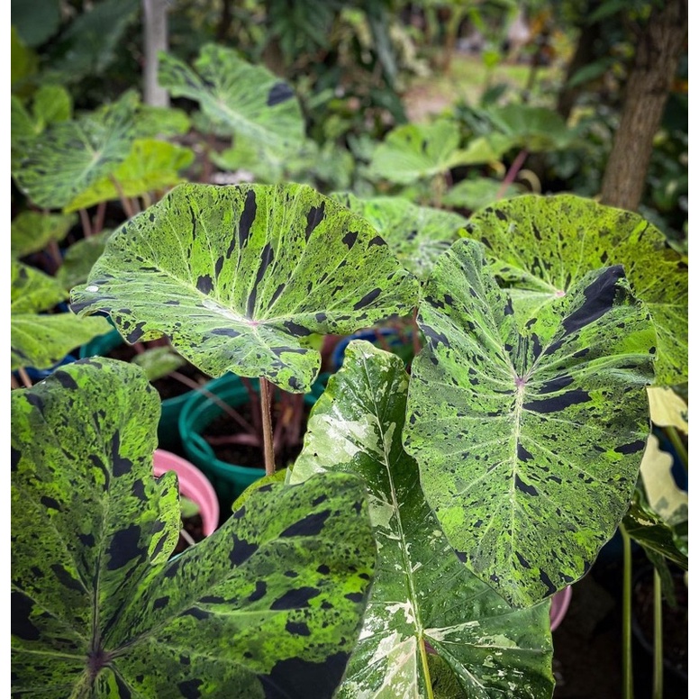 .Dòng colocasia CAO CẤP