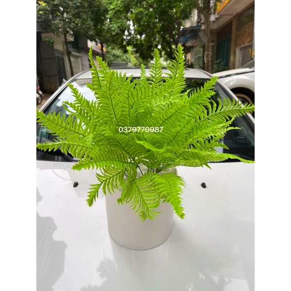 Dương xỉ trang trí