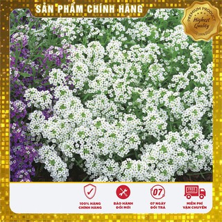 Hạt giống hoa ngàn sao trắng (50 hạt)