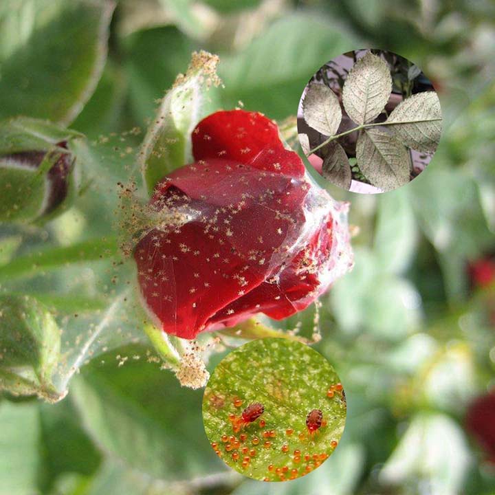 Chế Phẩm Trừ Sâu Sinh Học TINH DẦU THẢO MỘC - Thủy Kim Sinh