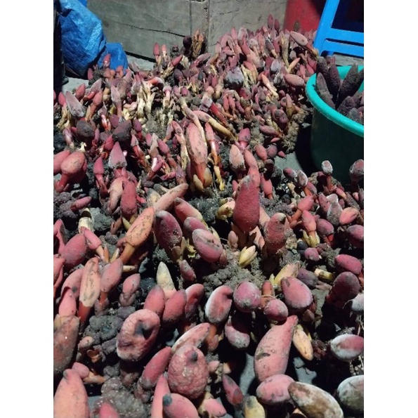Nấm ngọc cẩu 1kg