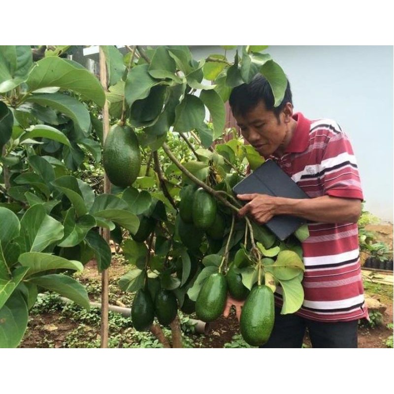 CÂY BƠ GIỐNG THÀNH BÍCH