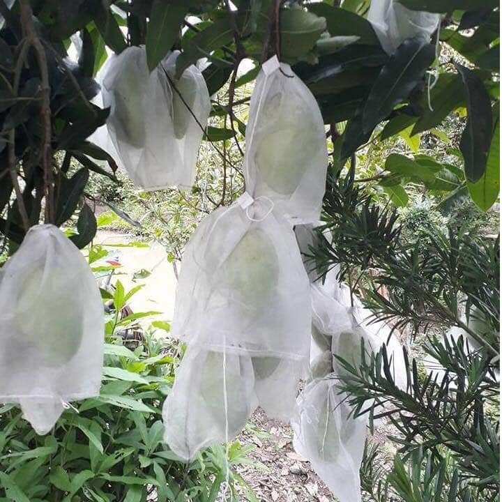 Túi bọc ổi, na thái, túi bao trái cây  100 túi