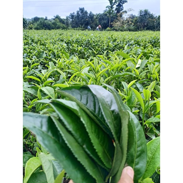 Lá trà xanh tươi Lâm Đồng