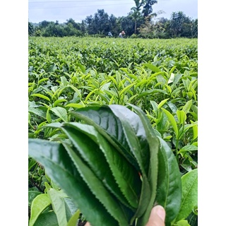 Lá trà xanh tươi Lâm Đồng