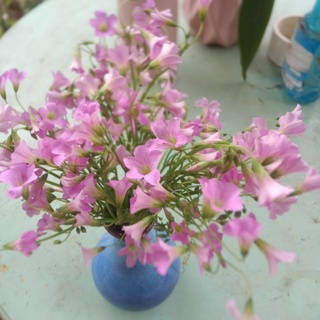 củ hoa may mắn ba lá,chua me đất