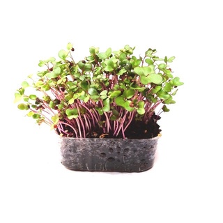 Hạt giống rau mầm Su hào tím 100h
