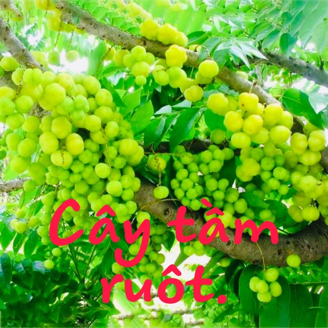 Cây tầm ruột (chùm ruột)