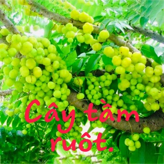 Cây tầm ruột (chùm ruột)