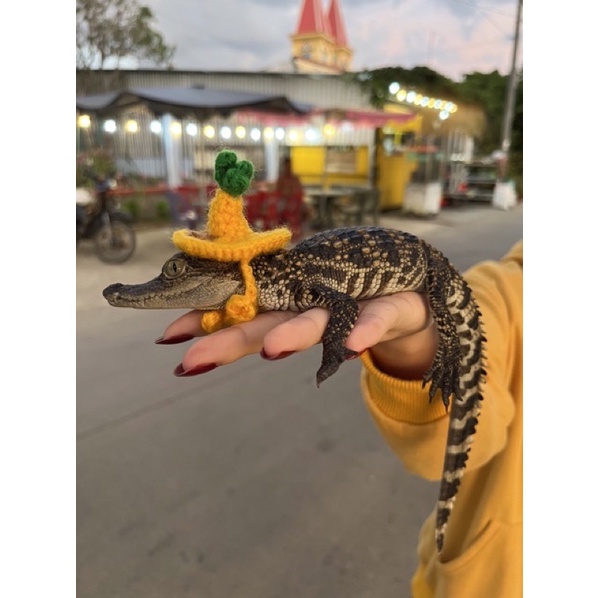 Nón/ Mũ len trái khóm cho small pet