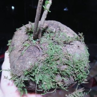 [Siêu.sale.+ tặng phân bón] Củ Bình Vôi Bonsai siêu to 🤩