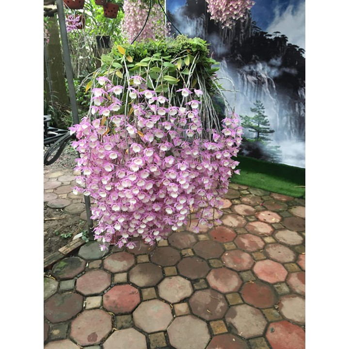 Lan hạc vỹ thiên cung lữ bố ky 2 năm cây đang chuẩn bị hoa  kie dài 7_10 cm