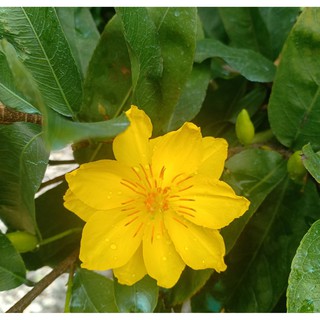 combo 2 Mai giảo thủ đức