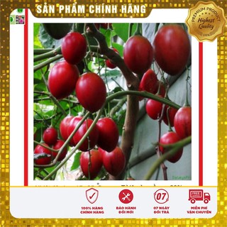 Hạt Giống Cà Chua Thân Gỗ 4 Hạt