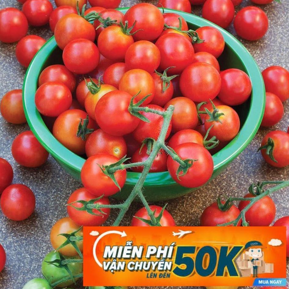 1g Hạt giống Cà chua bi (tặng gói kích nẩy mầm và hướng dẫn)