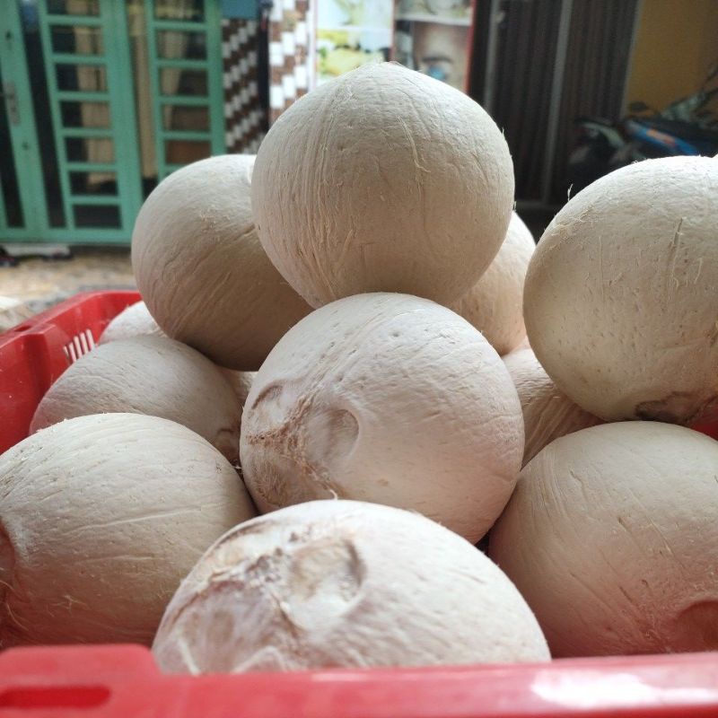 Dừa xiêm gọt trọc trái to trên 500g