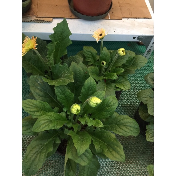 Combo 110k/ 3 Bịch Hoa Đồng Tiền Lùn Siêu Đẹp 🌼🌻🌻