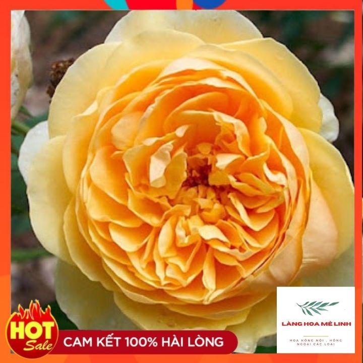 Hoa hồng ngoại Golden Celebaration rose SIÊU PHẨM – Sắc vàng tươi đẹp mộng mơ tới từ vương quốc Anh.️️.