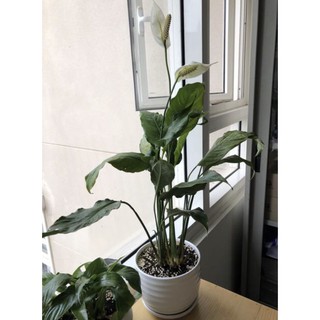 Cây lan ý - Cây cảnh mini