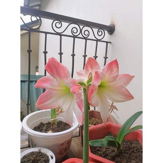 Củ hoa lan Huệ màu hồng đào củ không ngậm nụ