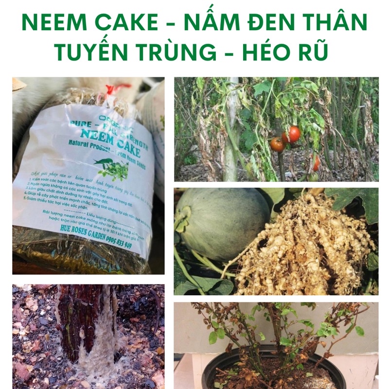 NEEM CAKE phân bón