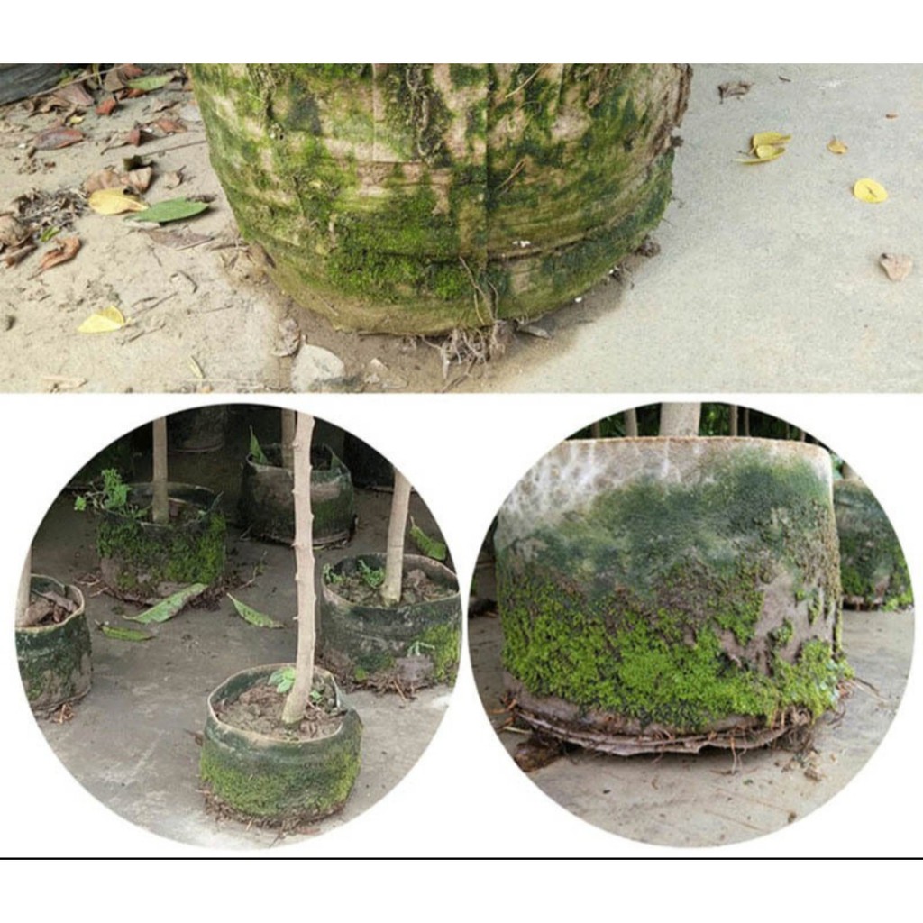 Túi Vải Địa Không Dệt CỠ NHỎ - VỪA để ươm trồng cây- chậu vải trồng cây