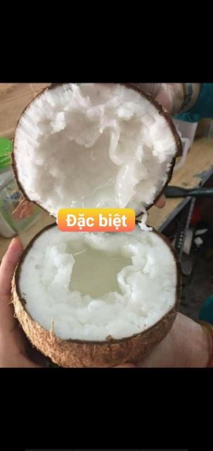 DỪA SÁP ĐẶC RUỘT SỈ LẺ CẦU KÈ TRÀ VINH | BigBuy360 - bigbuy360.vn