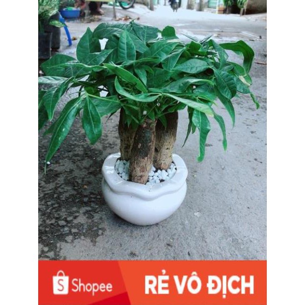 Chậu Kim Ngân 3 Thân