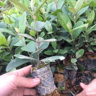 Cây giống Hoa Sim Tím