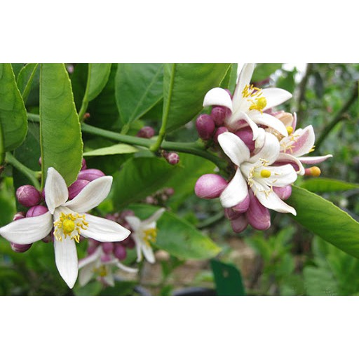 Cây giống chanh tứ quý RA QUẢ 4 MÙA