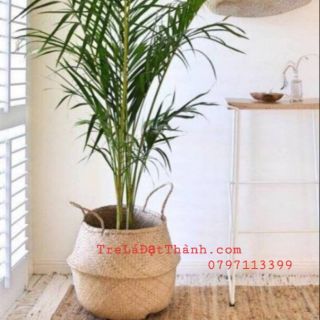 Giỏ cói tự nhiên decor trồng cây, đựng quần áo nhiều size