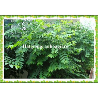 Hạt giống rau ngót (rau bồ ngót) tặng kèm kích mầm