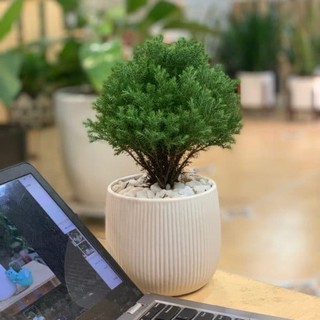 CÂY TÙNG BỒNG LAI SIÊU ĐẸP, VƯỢNG PHONG THỦY CHO GIA CHỦ