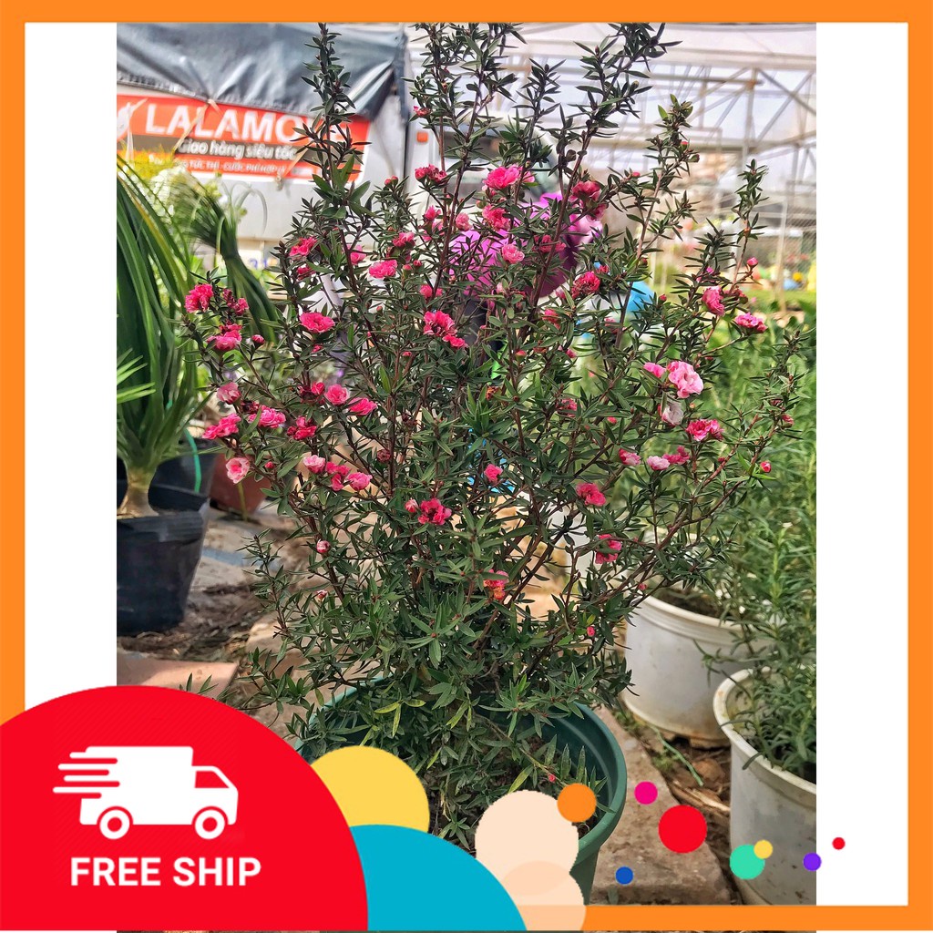 Cây Tùng Tuyết Mai ⚡️ FREE SHIP ⚡️hoa nở sặc sỡ dễ chăm sóc, nhiều ý nghĩa trong phong thủy nhiều may mắn,bình an