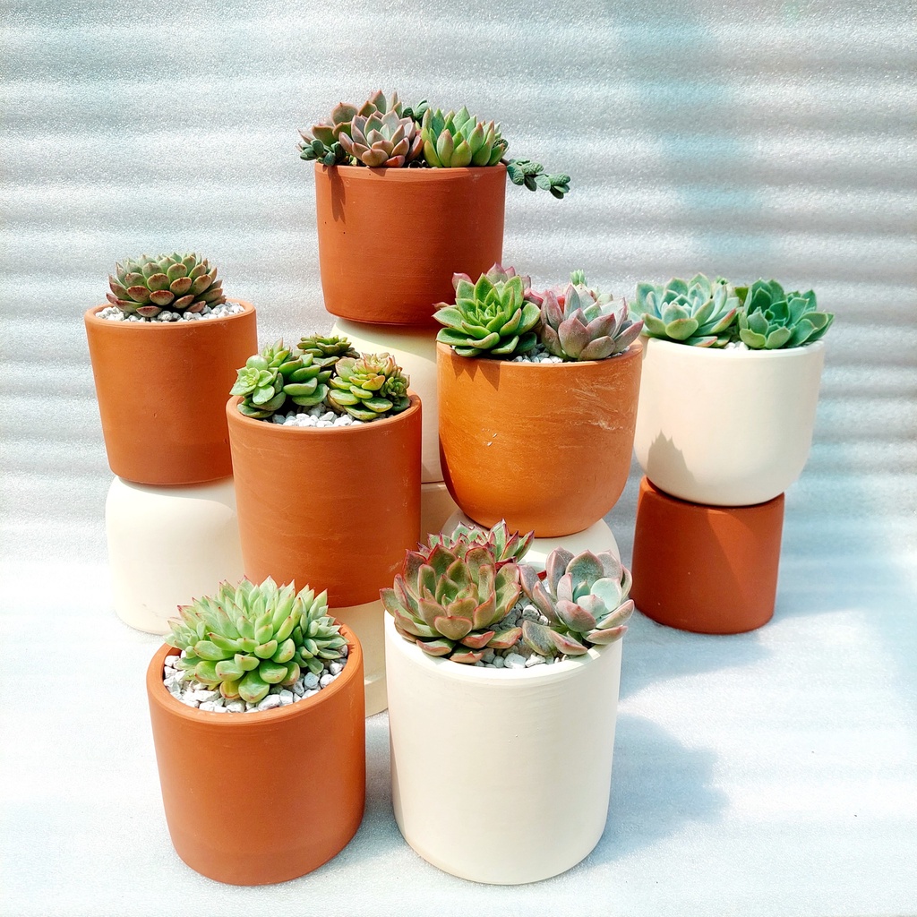 Chậu đất nung, Chậu sen đá - Trụ các kích thước từ 10cm đến 12cm