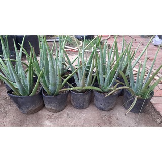 5 Cây nha đam mỹ loại to cây cao 40cm