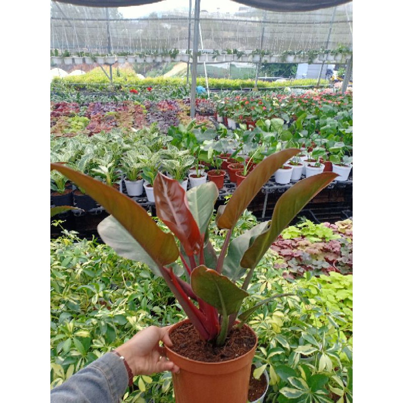 trầu bà đế vương